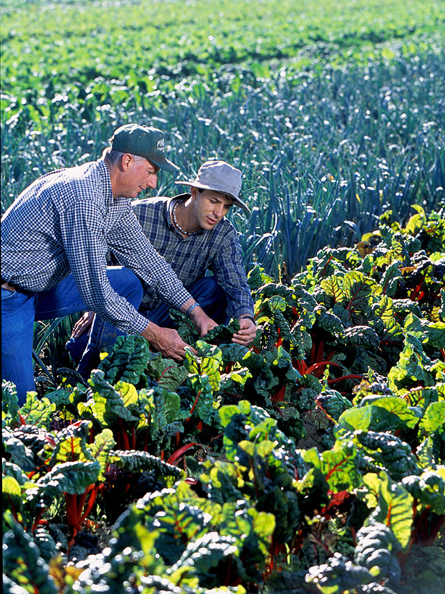 Organic farmer Phil Foster and horticulturist Eric Brennan inspecting red chard in a field